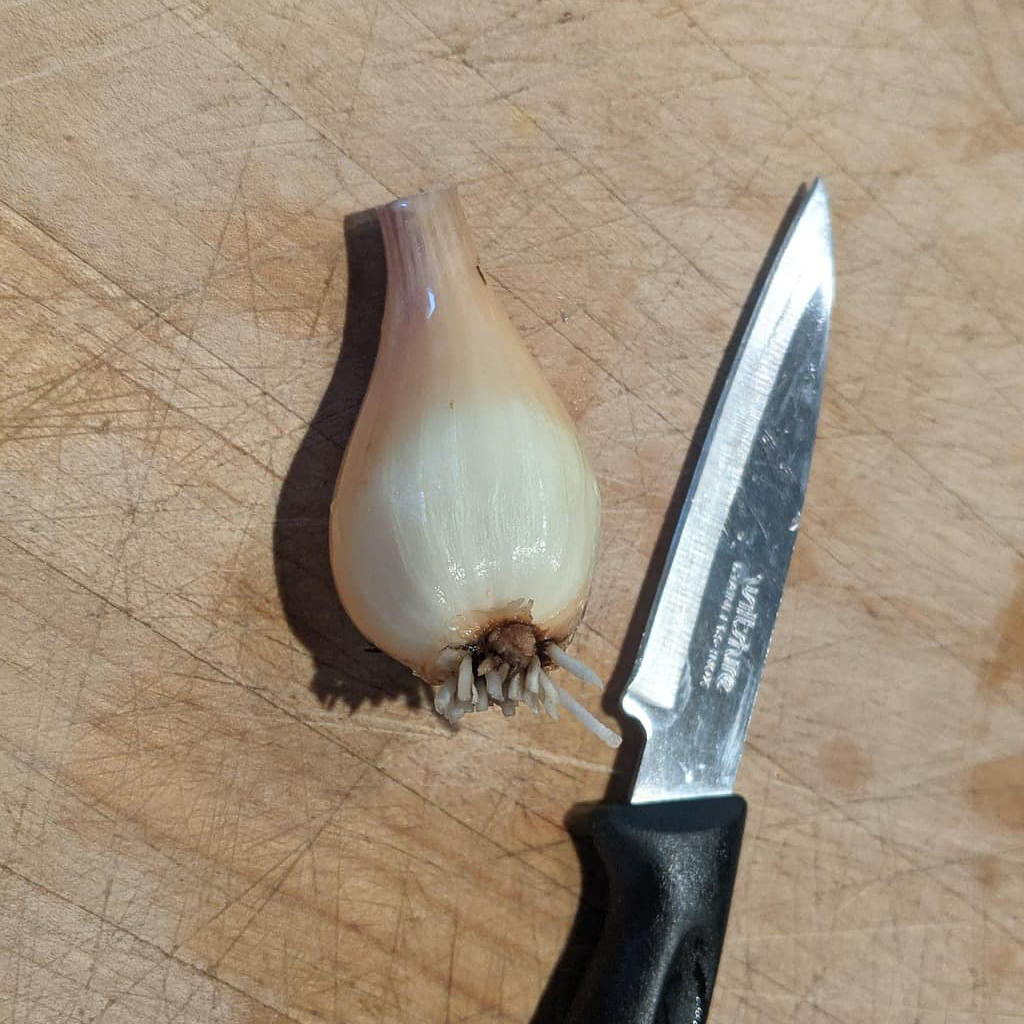 Un bulbe d'echalotte en cuisine