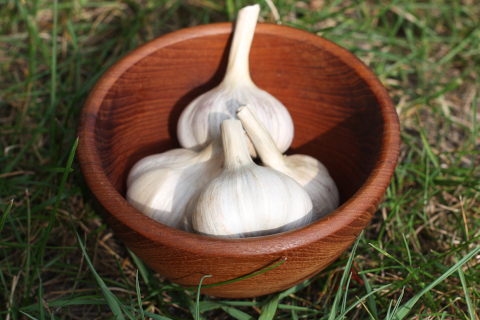 Ail Siberian
