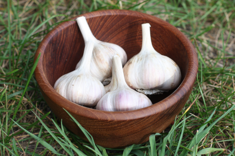 Ail Siberian